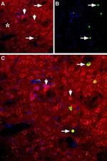 NPY5R Antibody in Immunohistochemistry (IHC)