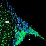 NPY1R (extracellular) Antibody in Immunohistochemistry (Frozen) (IHC (F))