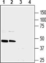 NPY1R (extracellular) Antibody in Western Blot (WB)