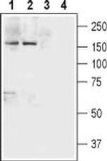 Neurexin 1 alpha (extracellular) Antibody in Western Blot (WB)