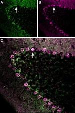 Neurexin 1 alpha (extracellular) Antibody in Immunohistochemistry (Frozen) (IHC (F))