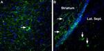 Neurexin 3 alpha (extracellular) Antibody in Immunohistochemistry (IHC)