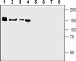 Neurexin 3 alpha (extracellular) Antibody in Western Blot (WB)