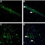 Neuroligin 1 (extracellular) Antibody in Immunohistochemistry (Frozen) (IHC (F))