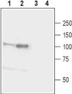 Neuroligin 1 (extracellular) Antibody in Western Blot (WB)