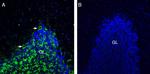 Neuroligin 3 (extracellular) Antibody in Immunohistochemistry (Frozen) (IHC (F))