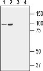 Neuroligin 3 (extracellular) Antibody in Western Blot (WB)