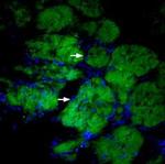 CD56/NCAM1 (extracellular) Antibody in Immunohistochemistry (Frozen) (IHC (F))