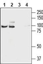 NCAM2 (extracellular) Antibody in Western Blot (WB)