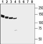 NrCAM (extracellular) Antibody in Western Blot (WB)