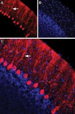 Nectin-1/PVRL1 (extracellular) Antibody in Immunohistochemistry (Frozen) (IHC (F))