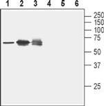 Nectin-2/PVRL2 (extracellular) Antibody in Western Blot (WB)