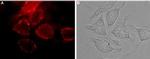 Neuropilin-1 (NRP1) (extracellular) Antibody in Immunocytochemistry (ICC/IF)