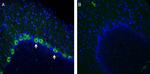 NMUR1 (extracellular) Antibody in Immunohistochemistry (Frozen) (IHC (F))