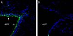 Parkin Antibody in Immunohistochemistry (Frozen) (IHC (F))