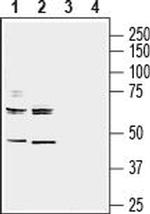 NRG3 (extracellular) Antibody in Western Blot (WB)