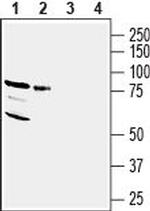 NRG3 (extracellular) Antibody in Western Blot (WB)