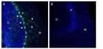 Netrin-1 Antibody in Immunohistochemistry (Frozen) (IHC (F))