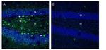 Netrin-1 Antibody in Immunohistochemistry (Frozen) (IHC (F))