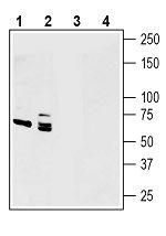 Netrin-1 Antibody in Western Blot (WB)