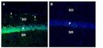 SORL1 (extracellular) Antibody in Immunohistochemistry (Frozen) (IHC (F))