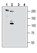 SORL1 (extracellular) Antibody in Western Blot (WB)