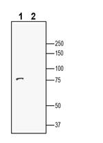 LRRTM2 (extracellular) Antibody in Western Blot (WB)