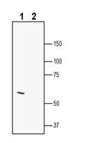 LRRTM2 (extracellular) Antibody in Western Blot (WB)