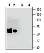 ADAM10 (extracellular) Antibody in Western Blot (WB)