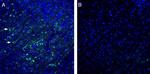 NGL-2/LRRC4 (extracellular) Antibody in Immunohistochemistry (Frozen) (IHC (F))