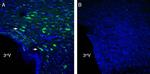 NGL-2/LRRC4 (extracellular) Antibody in Immunohistochemistry (Frozen) (IHC (F))