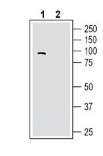 NGL-2/LRRC4 (extracellular) Antibody in Western Blot (WB)