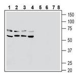 RAGE (extracellular) Antibody in Western Blot (WB)