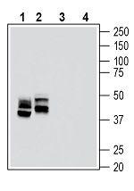 RAGE (extracellular) Antibody in Western Blot (WB)