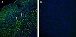 Robo1 (extracellular) Antibody in Immunohistochemistry (Frozen) (IHC (F))