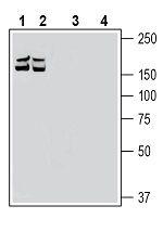 Robo1 (extracellular) Antibody in Western Blot (WB)