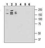 Robo1 (extracellular) Antibody in Western Blot (WB)