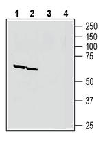 Neuronal Pentraxin 1 (NPTX1) Antibody in Western Blot (WB)