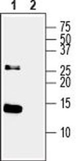 Neurotrophin 3 (NT-3) Antibody in Western Blot (WB)