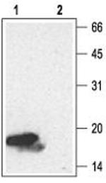 Neurotrophin 4 (NT-4) Antibody in Western Blot (WB)