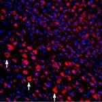 proNGF Antibody in Immunohistochemistry (Frozen) (IHC (F))