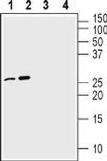 proNGF Antibody in Western Blot (WB)