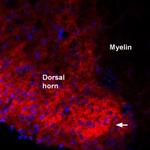 proBDNF Antibody in Immunohistochemistry (Frozen) (IHC (F))