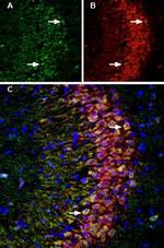 p75 NGF Receptor (extracellular) Antibody in Immunohistochemistry (Frozen) (IHC (F))