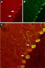 Nogo Receptor (extracellular) Antibody in Immunohistochemistry (IHC)