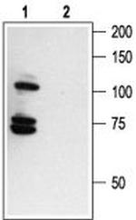 p75 NGF Receptor (intracellular) Antibody in Western Blot (WB)