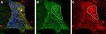 proNT-3 Antibody in Immunohistochemistry (IHC)