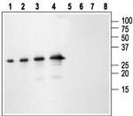 proNT-3 Antibody in Western Blot (WB)