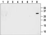 proNT-3 Antibody in Western Blot (WB)