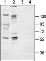 TrkB (extracellular) Antibody in Western Blot (WB)